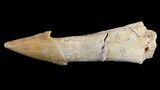 Cretaceous Sawfish (Onchosaurus) Rostral Barb/Tooth - #51915-1